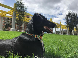 Meet your Posher, Daniel ernesto